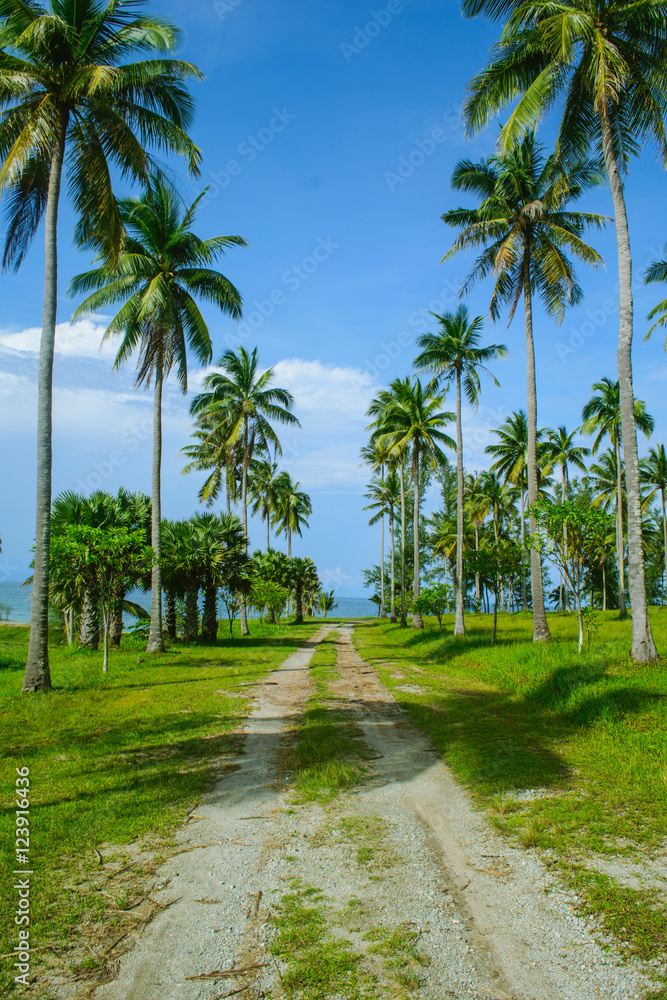 the road in coconut tree along the path and blue sky  