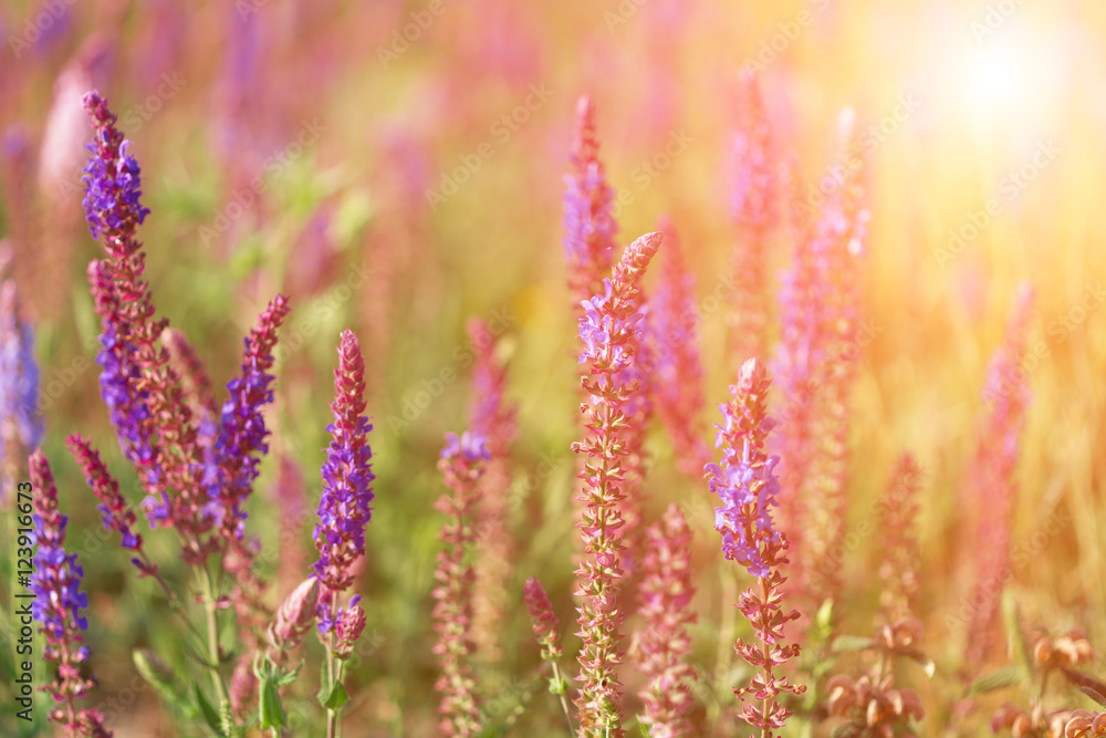 Blossoming sage on a summer meadow Blossoming sage on a summer meadow
