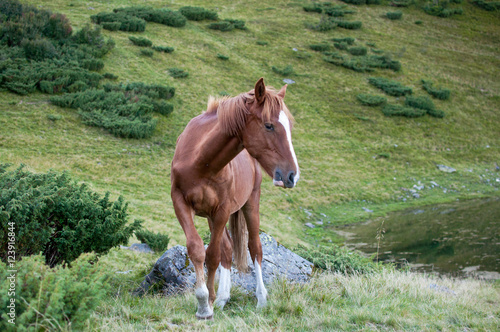 Brown horse in the Carpathian mountains © shinedawn