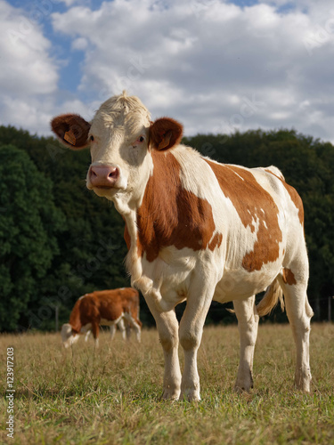Vache montbéliarde © Bernard 63