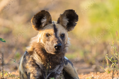 Close up and portrait of a cute Wild Dog or Lycaon lying down in the bush. Wildlife Safari in Kruger National Park, the main travel destination in South Africa. photo