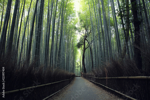 Bamboo Forest with walkway in Kyoto Japan