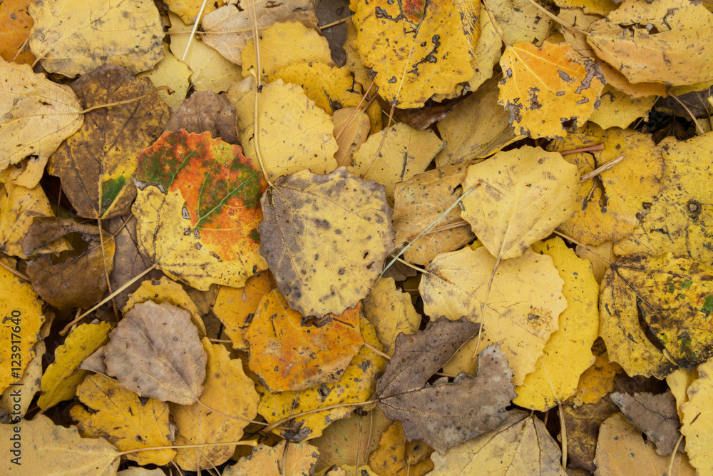 Obraz premium yellow leaves