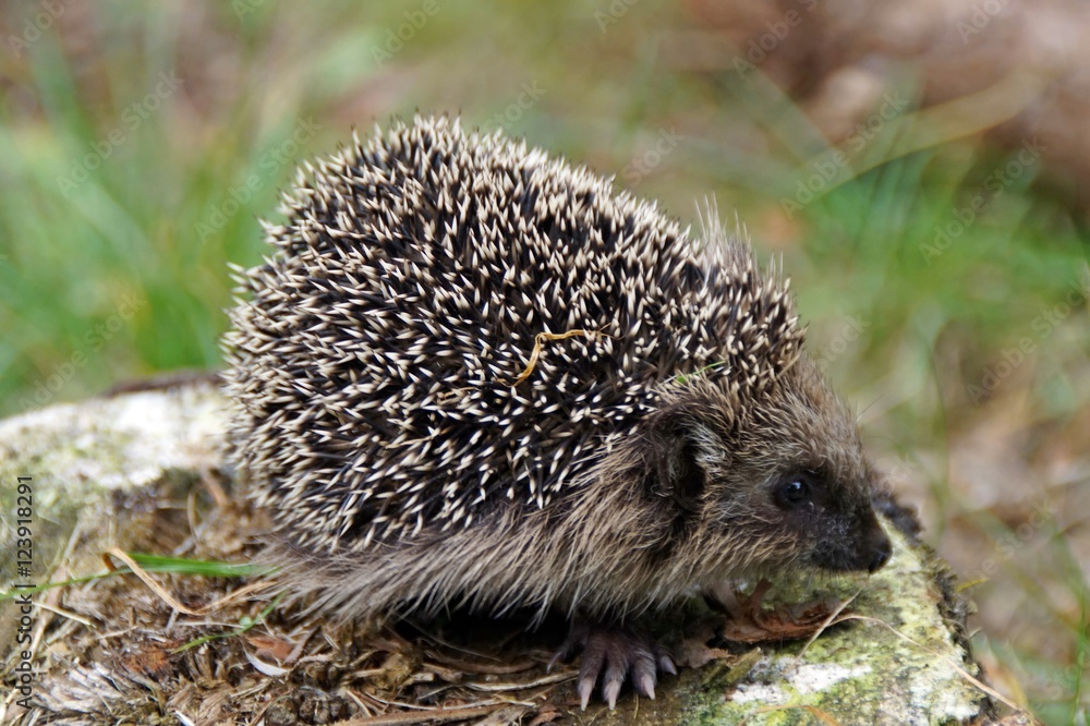 Fototapeta premium Igel, (Erinaceus europaeus)