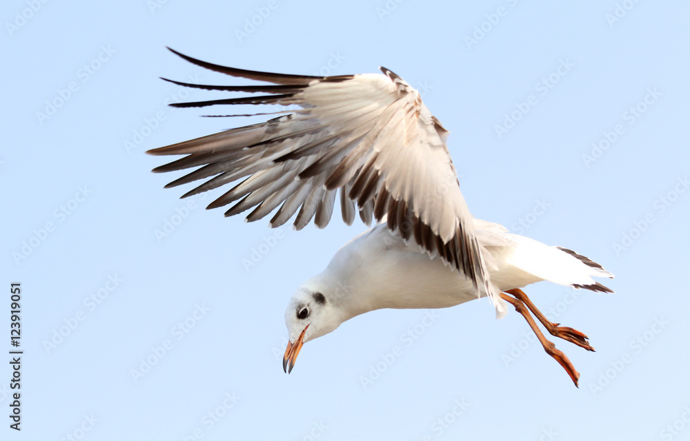 Fototapeta premium Seagull flying in beautiful sky