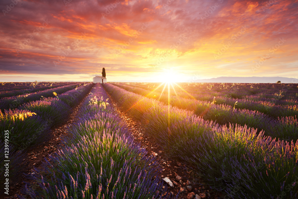 Naklejka premium Lawendowe pole w Provence, Francja