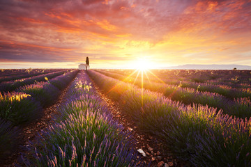 Gartenposter Lavendelblüten Lavendelfeld in der Provence, Frankreich  © Beboy