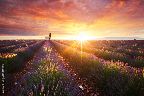 Champ de lavande en Provence, France