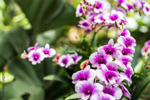 Purple orchids in a garden. Beautiful spring flowers with soft g