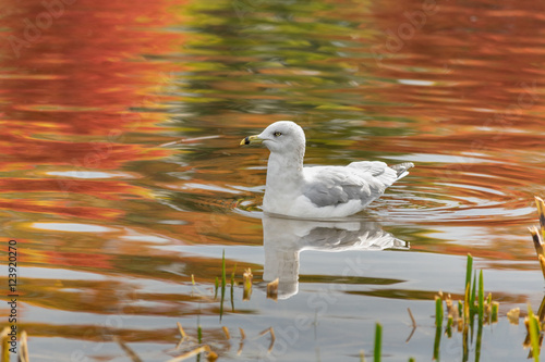 Gull Floating on a Rainbow of Fall Colors