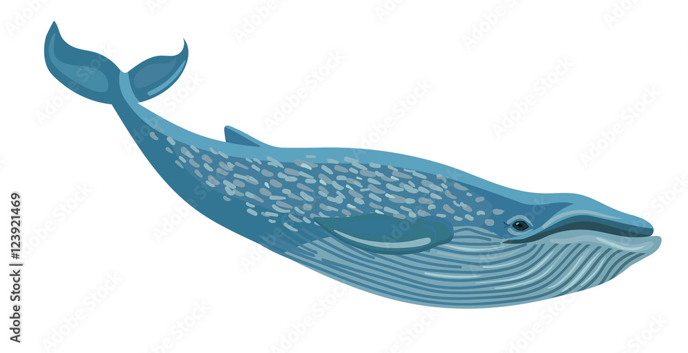 Fototapeta premium Wektor płetwal błękitny na białym tle