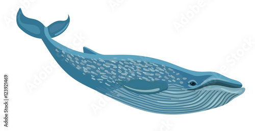 Vector blue whale isolated on white background