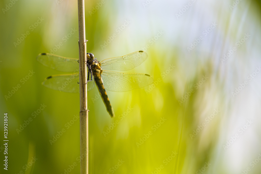 Dragonfly, yellow darter (Sympetrum flaveolum) sitting on a reed Dragonfly, yellow darter (Sympetrum flaveolum) sitting on a reed