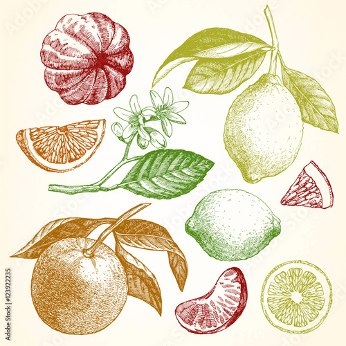 Hand drawn illustration with citrus fruits. Lemon, orange, mandarin. Vector.