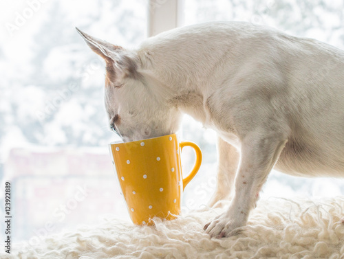 Jack russel puppy drink tee from mug photo