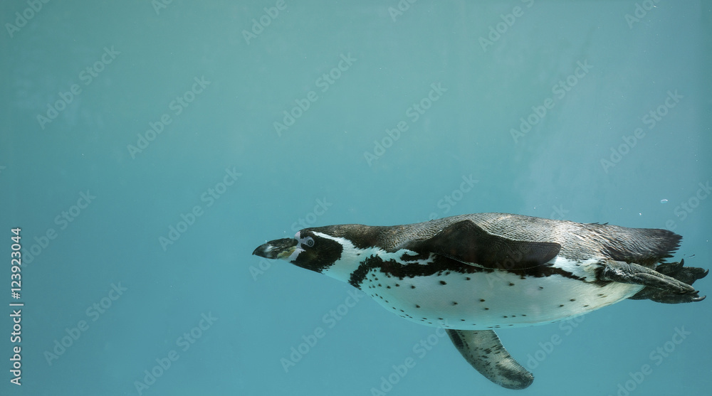 Fototapeta premium Humboldt Penguin underwater gliding/ Swimming