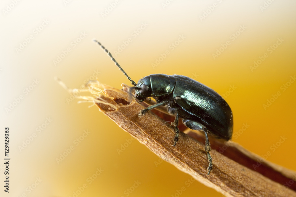 Green Flea beetle: they are called flea beetles because when in danger, they jump like fleas. Macro photo at around 2.5X life-size on sensor. Green Flea beetle: they are called flea beetles because when in danger, they jump like fleas. Macro photo at around 2.5X life-size on sensor.