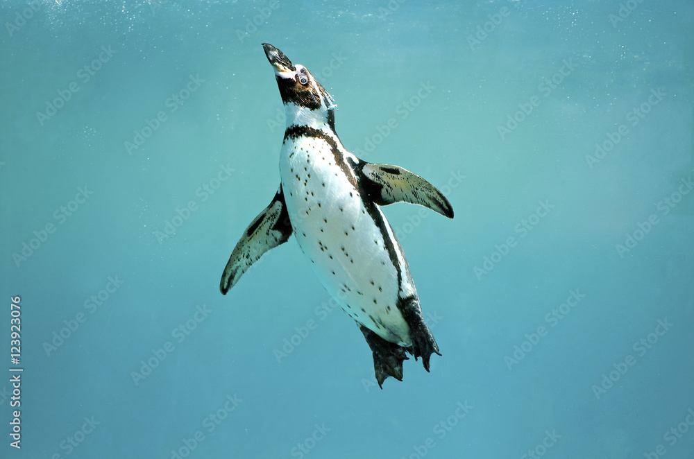 Obraz premium Skrzydła do pływania pod wodą pingwina humboldta otwarte patrząc