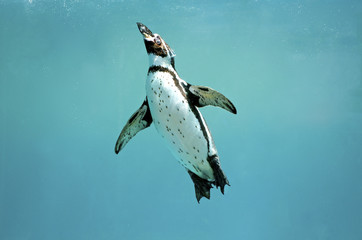 Fototapete Pinguin Humboldt-Pinguin schwimmt mit offenen Flügeln  © naturalearth2