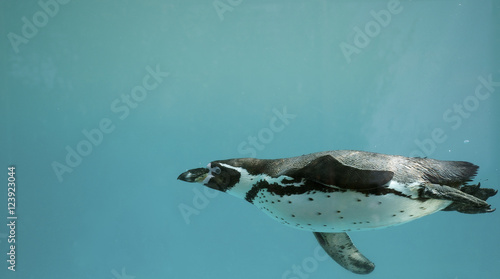 Humboldt Penguin underwater gliding/ Swimming