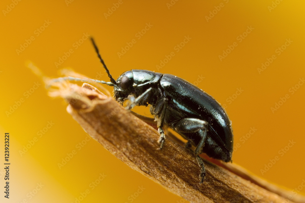 Green Flea beetle they are called flea beetles because when in danger