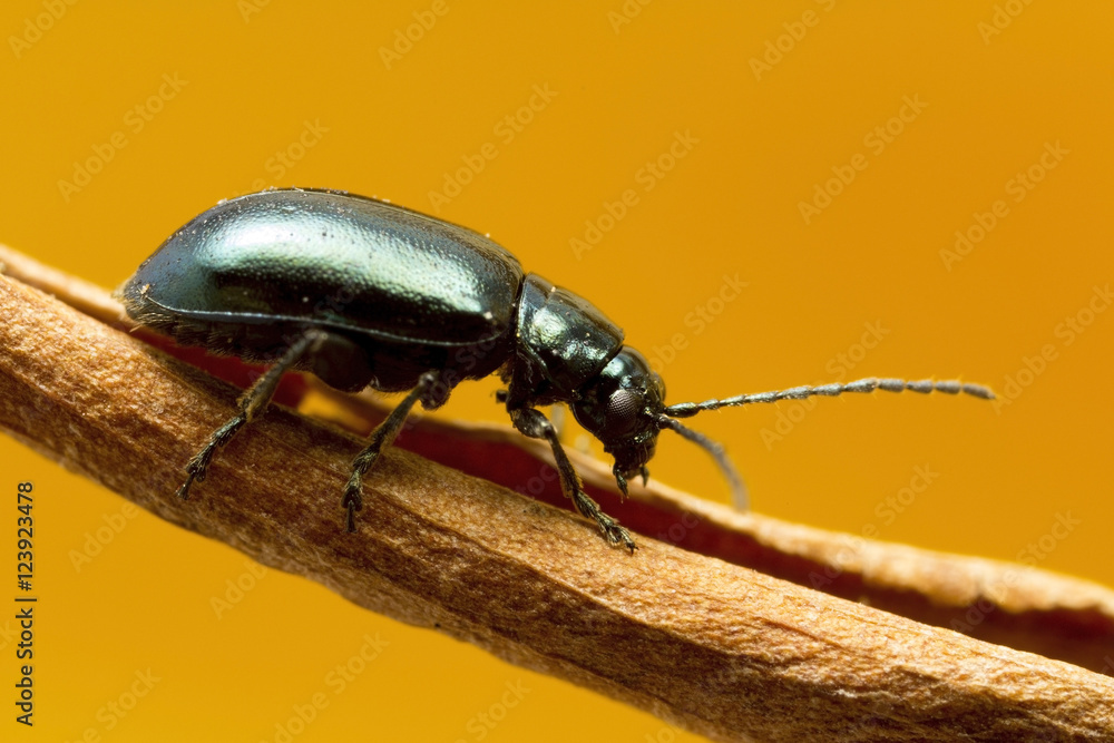 Green Flea beetle: they are called flea beetles because when in danger, they jump like fleas. Macro photo at around 2.5X life-size on sensor. Green Flea beetle: they are called flea beetles because when in danger, they jump like fleas. Macro photo at around 2.5X life-size on sensor.