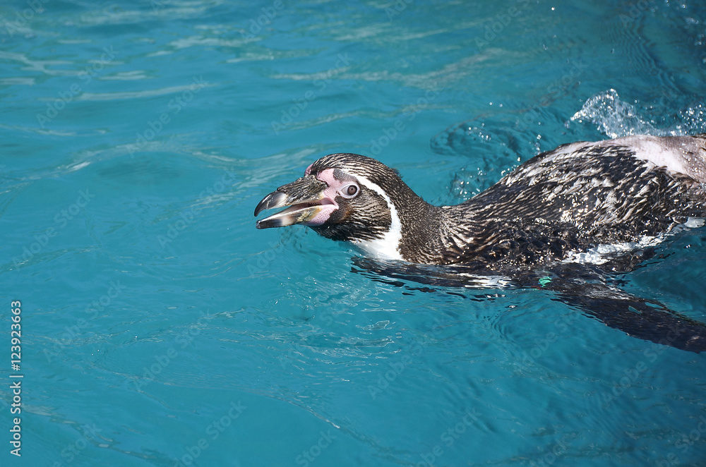 Naklejka premium Humboldt penguin swimming and looking up with a smile