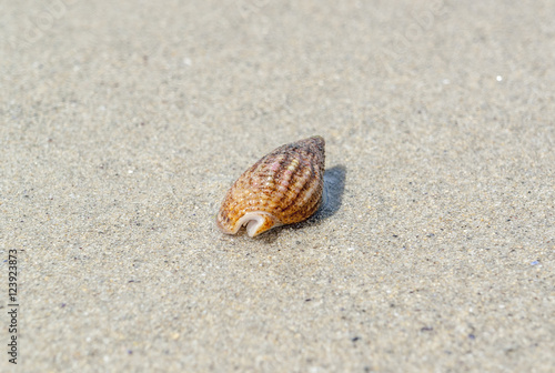 snail shell on the beach