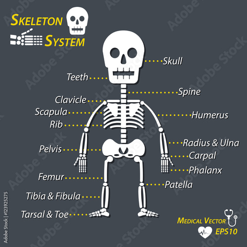 Human skeleton and all name of bone (skull , cervical spine , humerus , radius , ulna , carpal , phalanx , teeth , clavicle , scapula , rib , pelvic , femur , patella , tibia , fibula , tarsal , toe )
