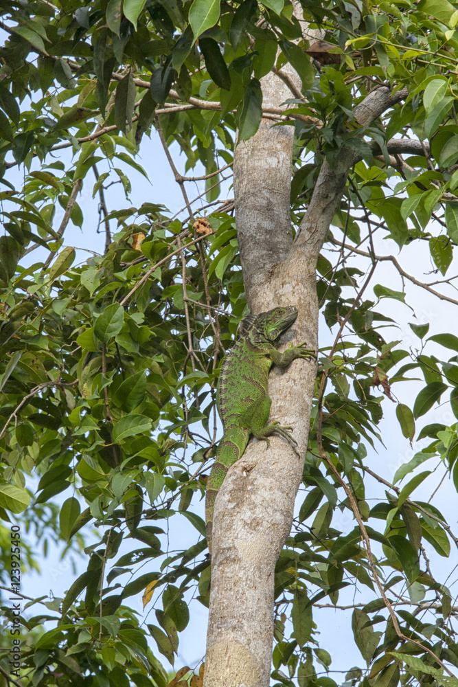 Fototapeta premium Green lizard in tree