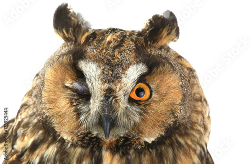portrait owl