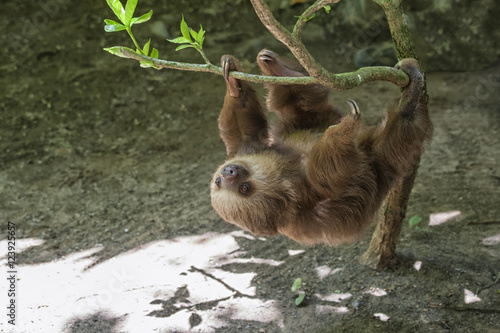 Sloth photo