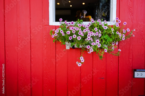 Fototapeta Naklejka Na Ścianę i Meble -  vintage red wall white window and fresh flowers