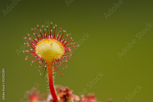 Closeup of sundew plant photo