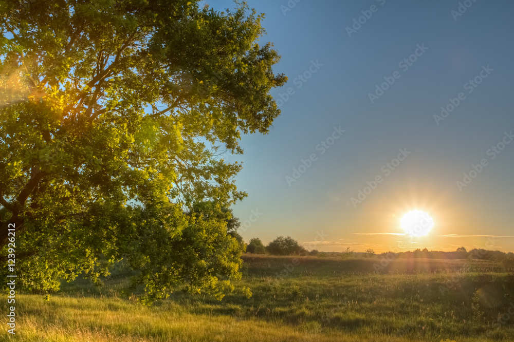Obraz premium Tree on a background of golden summer sunset