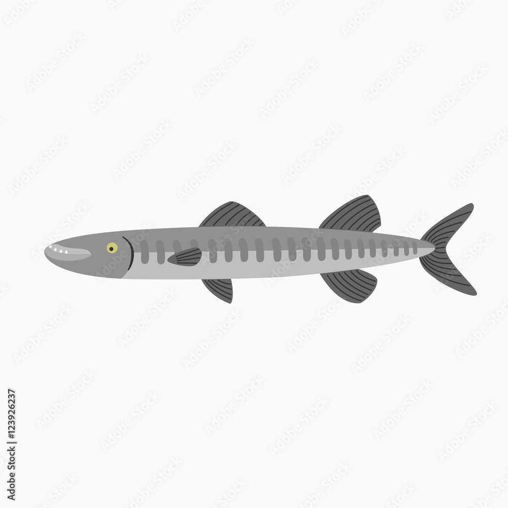 Barracuda. Fish isolated on a white background.