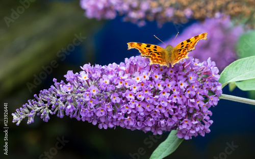 Comma butterfly feeding on a Buddleia flower in a Welsh garden. The Comma is relatively common in England and Wales, it's habitat now extending Northwards into Scotland probably due to global warming. photo