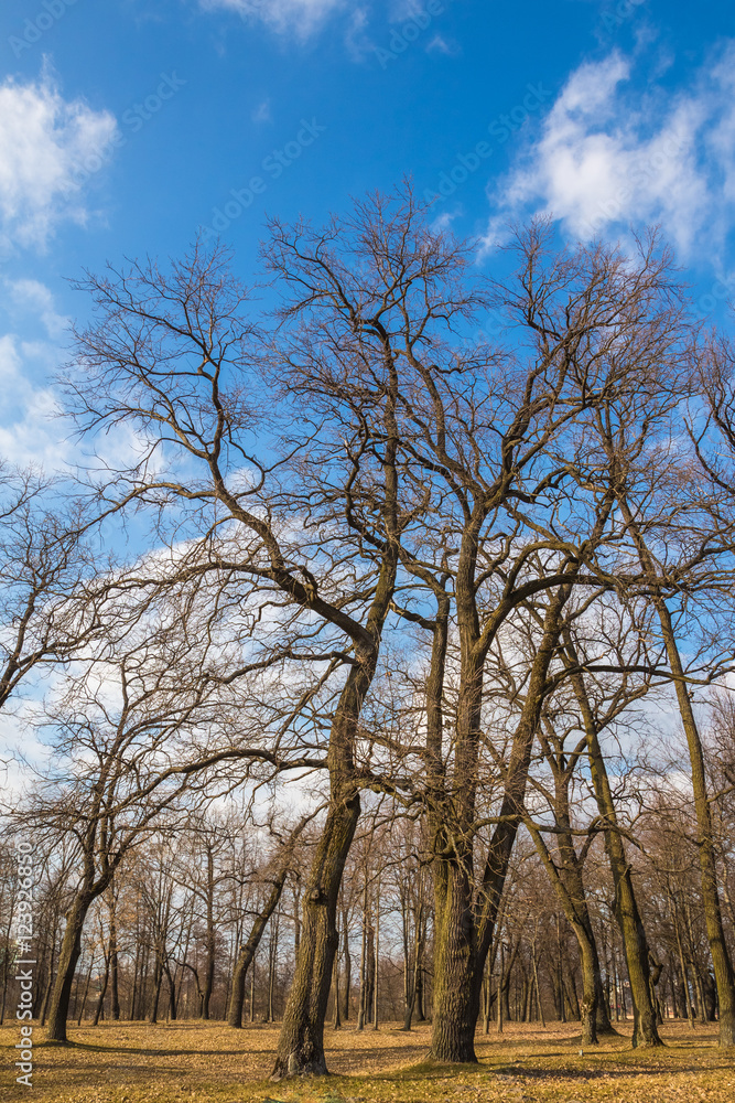 Big oak on the background of sky. Landscape