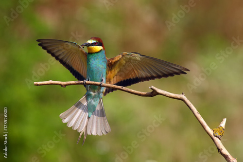 The European bee-eater (Merops apiaster) landing on a stick with prey in its beak