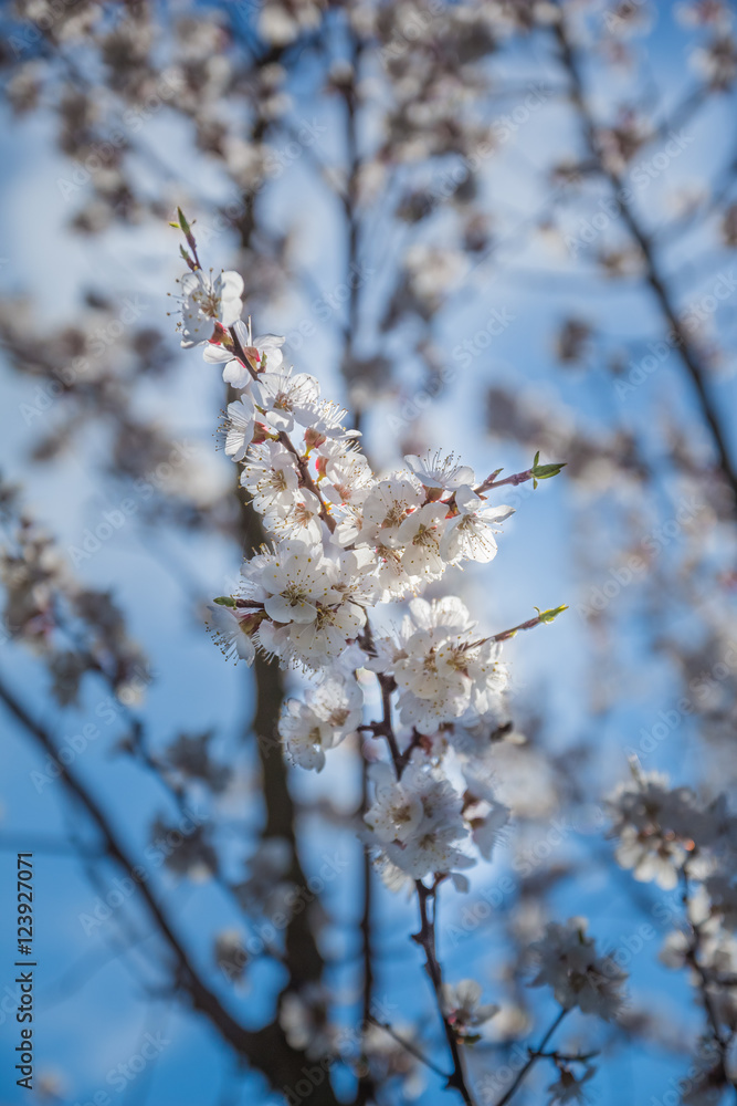 Little thin Apricot tree branch with flowers Little thin Apricot tree branch with flowers