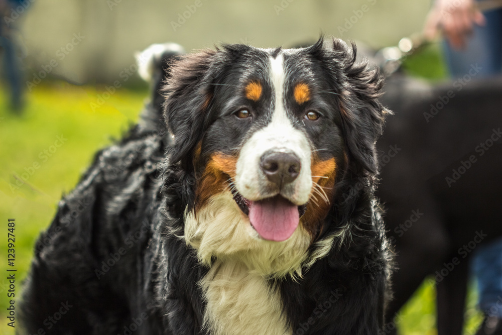 Fototapeta premium Muzzle Pedigree dogs Bernese Mountain Dog (Berner Sennenhund)