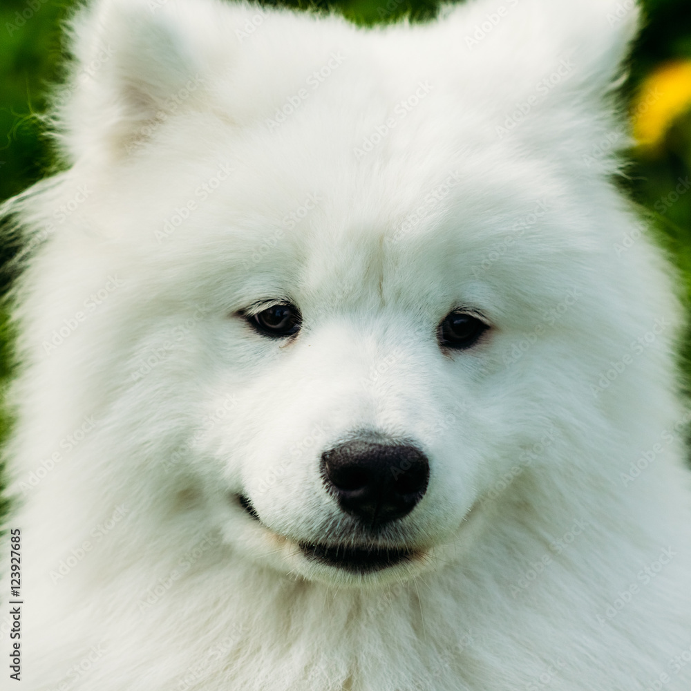 Beautiful Samoyed puppy dog close-up portrait