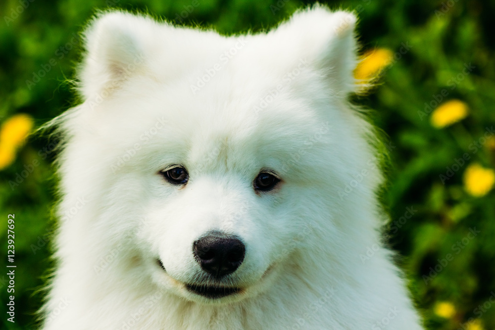 Puppy Samoyed dog portrait close up Puppy Samoyed dog portrait close up