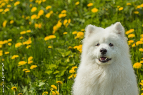 Portrait of a young puppy Samoyed dog on green-yellow background