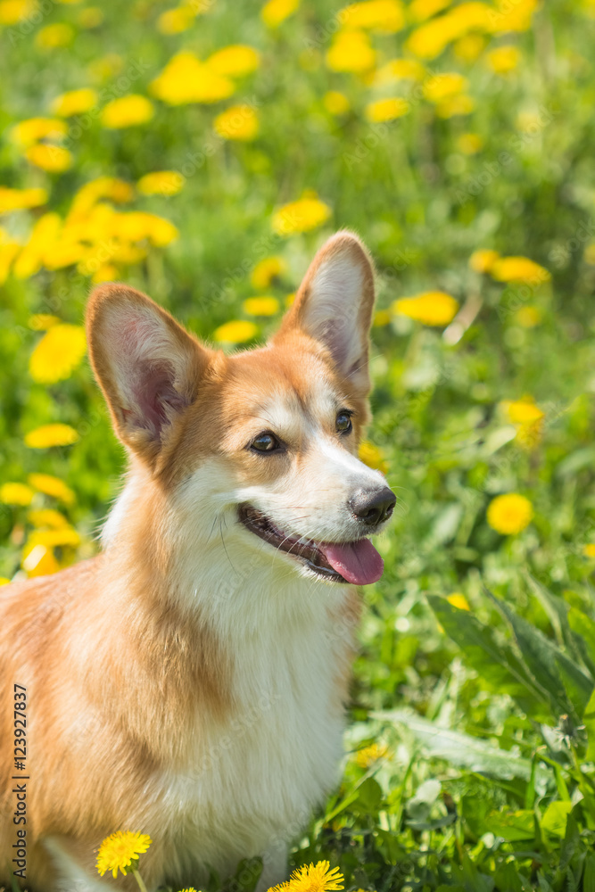 Young Welsh Corgi sitting in the grass