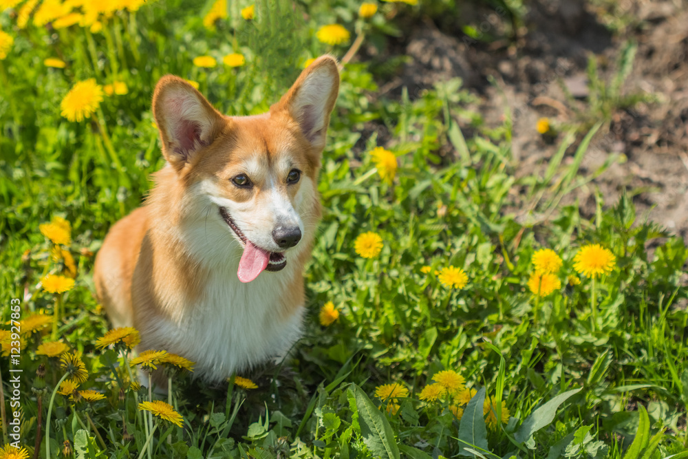 Welsh Corgi dog outdoors Welsh Corgi dog outdoors