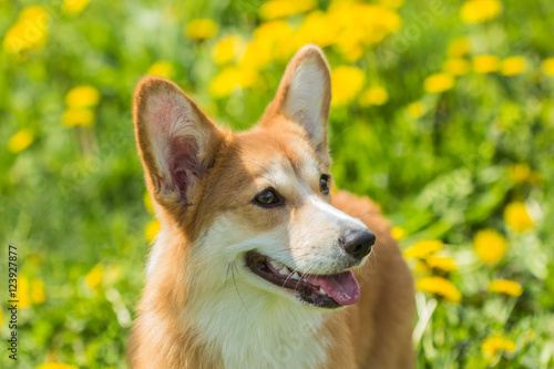 Portrait of a dog breed Welsh Corgi on the background field of d