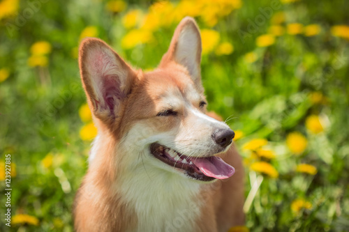 Smiling dog Welsh Corgi red color