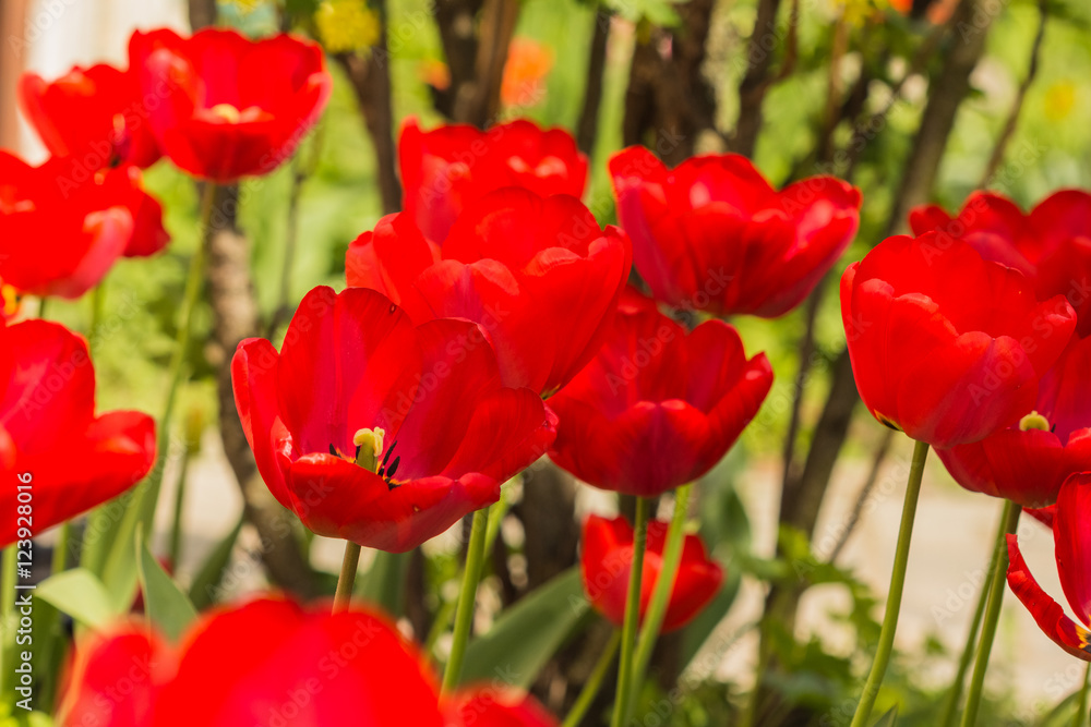 Large flower buds blooming tulip