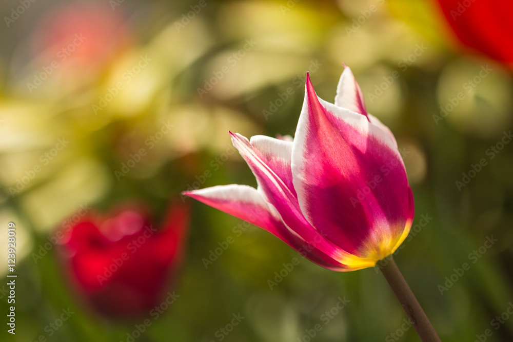 Flower blossomed beautiful tulip bud Flower blossomed beautiful tulip bud